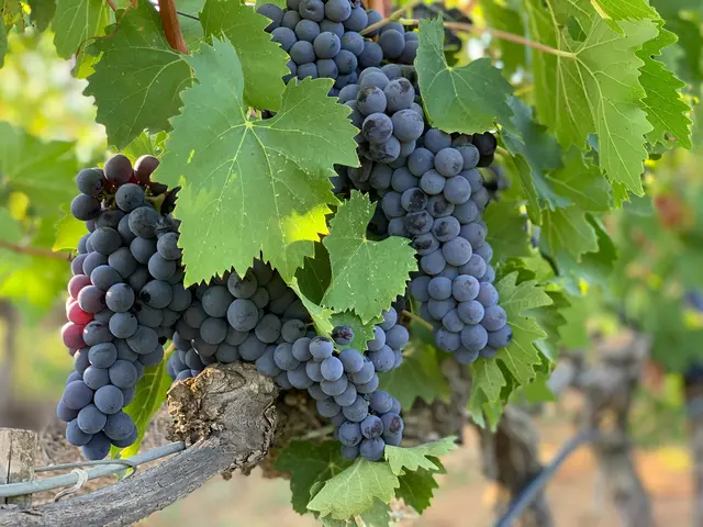 Zülpicher Weinfest am Samstag, 26. September im Park am Wallgraben. | Foto: John Cameron / Unsplash