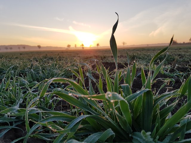 Morgensonne über den Feldern von Erftstadt...