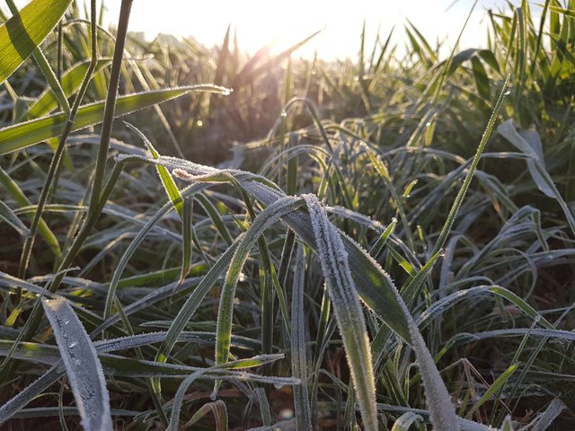 Impression eines bisher seltenen kalten Novembermorgens in Erftstadt...