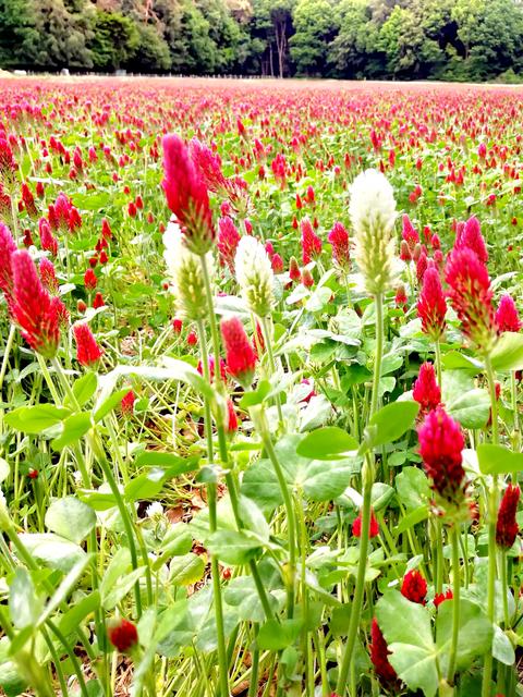 Ein ganzes Feld mit Blut-Klee