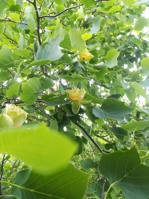 Mein Tulpenbaum. 
