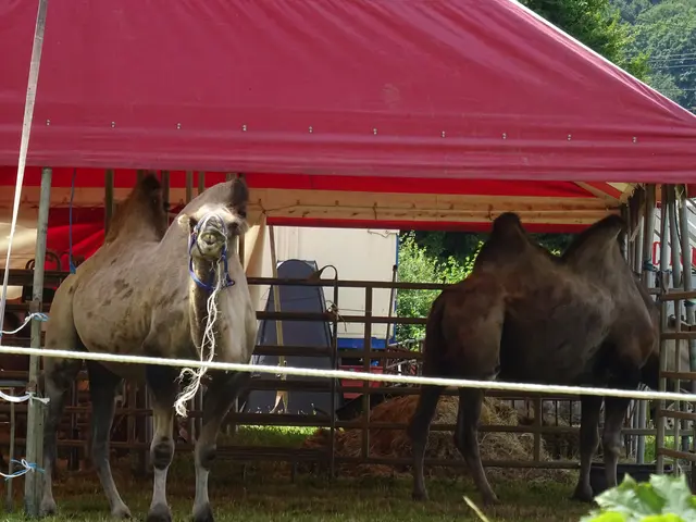 Ich ein Kamel? Nee... ich bin ein Trampeltier! | Foto: Bildrechte: Stefania Herod
