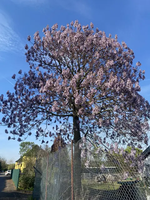 Blauglockenbaum mit seinen stolz aufgerichteten bienenfreundlichen Blüten  | Foto: In Buschbell PK-Allee