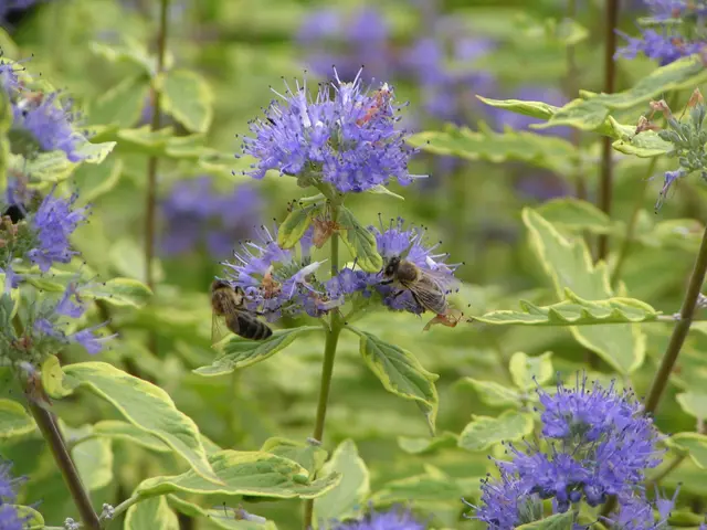 Bienen auf Weide | Foto: Bildrechte: Stefania Herod