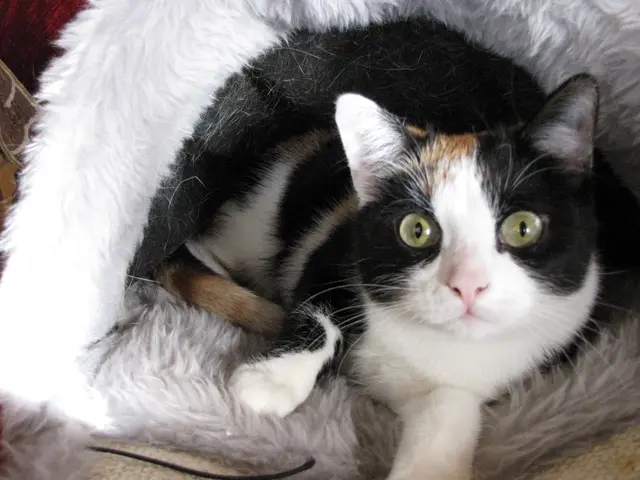 Ich bin doch nicht schuld daran, dass es sooooo warm ist...